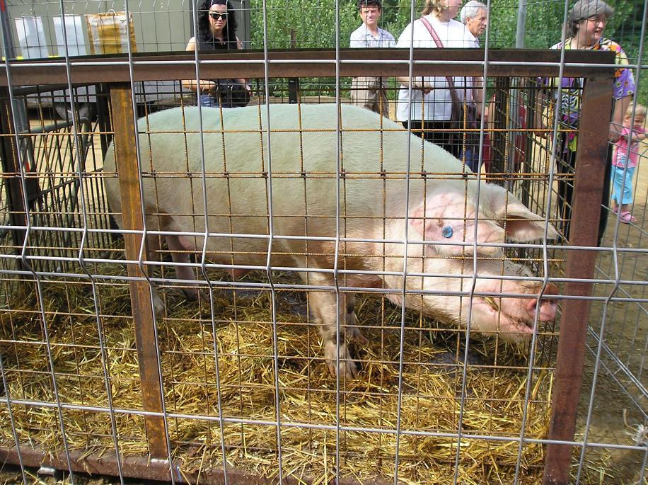 FieraBestiane (9).JPG